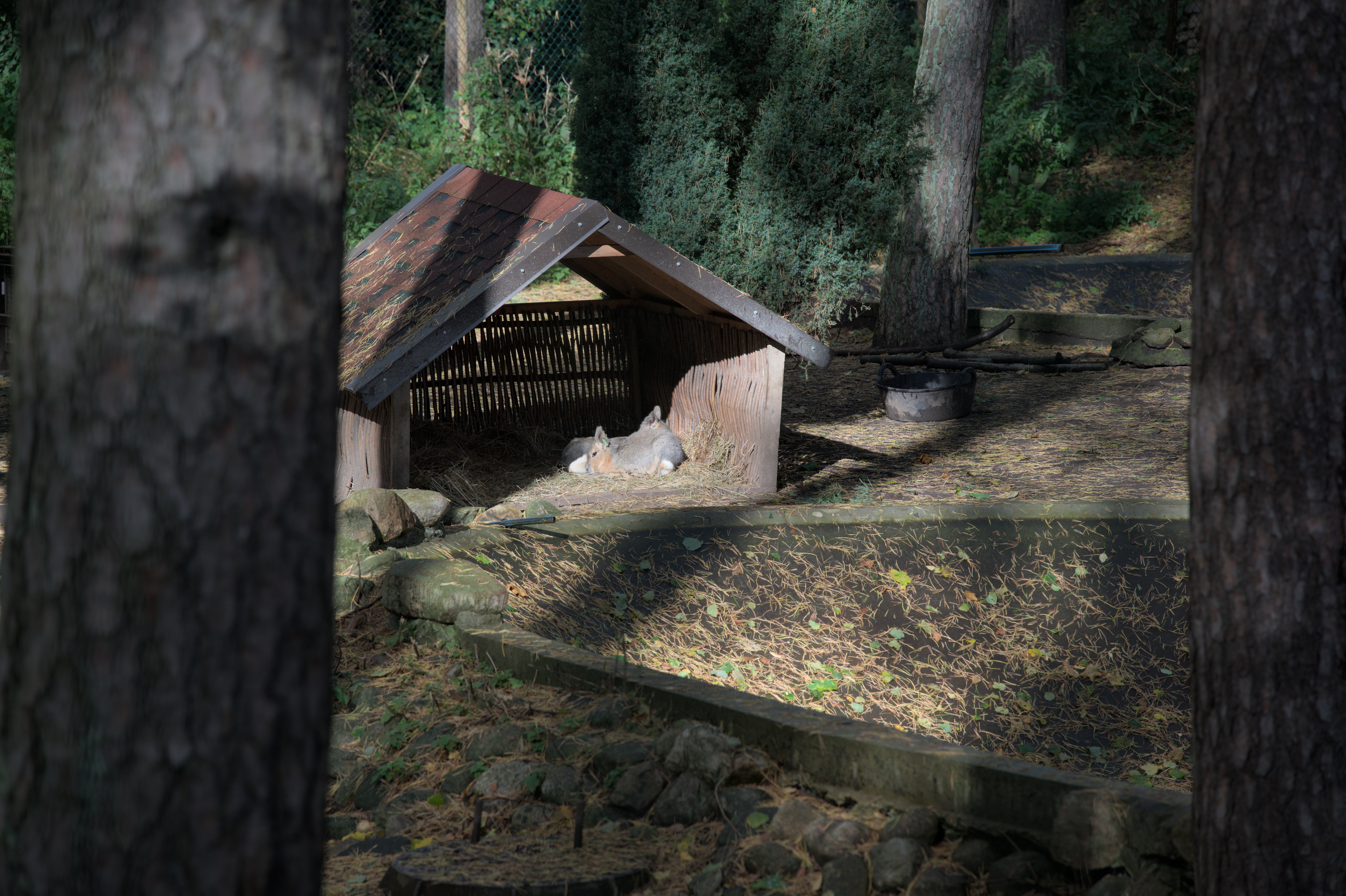 2025/10/12 - zoo/DSC_0005.jpg